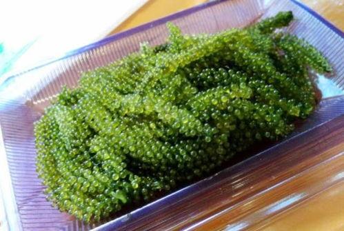 吃瓜专用小葡萄,揭秘娱乐圈那些事儿