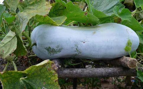 吃大瓜浑身肿胀,揭秘浑身肿胀的奥秘