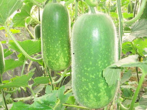 岑岑吃瓜大瓜,揭秘娱乐圈幕后故事