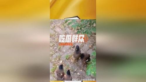 吃瓜大树视角,娱乐圈幕后真相大曝光