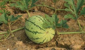 路边吃瓜的东东,揭秘路边生活百态