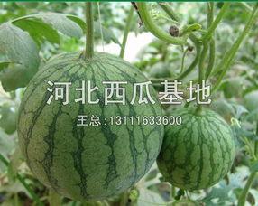 2024永年河北铺吃瓜,夏日吃瓜盛宴，品味传统民俗风情