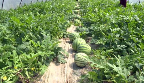 韩城最新吃瓜事件视频,视频揭秘惊人内幕