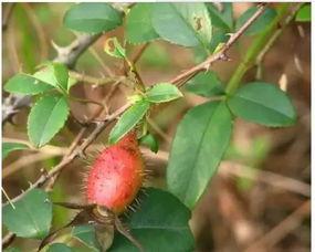 子林博雅视频吃瓜