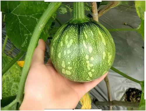 天凝吃瓜,揭秘娱乐圈背后的那些事儿