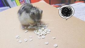 仓鼠吃瓜记,趣味横生的萌宠日常