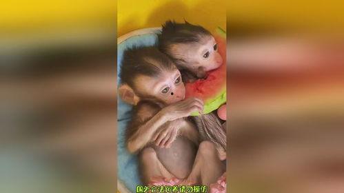 猴子和猪吃瓜,生态和谐映眼前