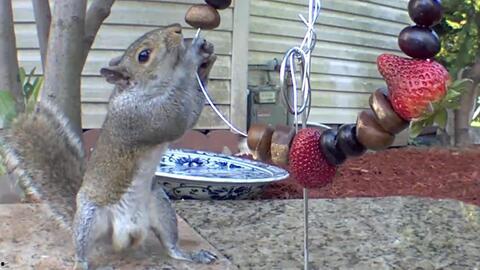 松鼠吃白瓜吗,揭秘松鼠吃白瓜之谜