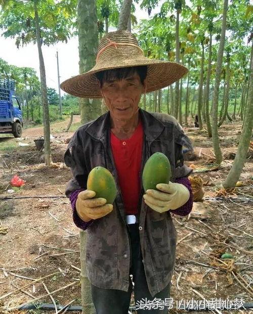 田埂吃瓜照片真实,夏日田园的悠闲时光