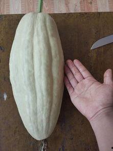 大怪吃小瓜,一场生态链的生存较量