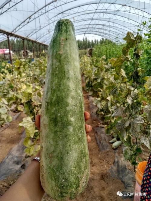 带你吃瓜作品,揭秘带你吃瓜作品背后的故事与魅力