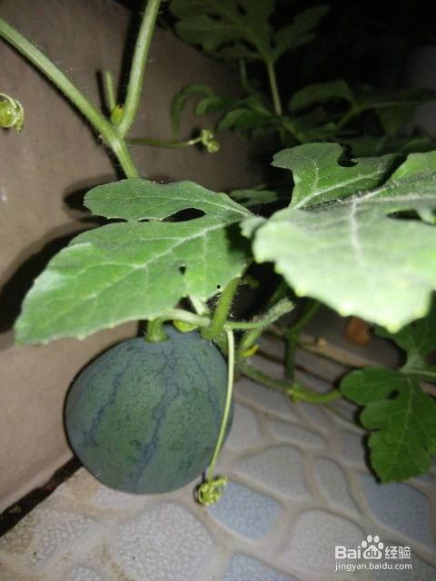 吃瓜里面的种子,揭秘吃瓜种子的神奇之旅