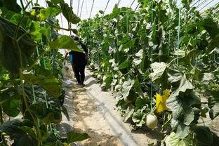 树上吃瓜视频,揭秘夏日清凉新潮流