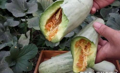 吃瓜怎么去皮,吃瓜更尽兴——瓜皮去壳技巧大揭秘
