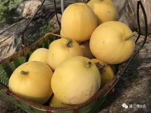 吃瓜群众真吃上瓜,一场意外的瓜界盛宴