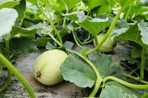 介休吃瓜的原视频,一场视觉盛宴的诞生