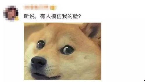 吃瓜 旺柴 666,揭秘网络热词背后的文化现象