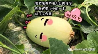 象山泗洲头吃瓜,夏日吃瓜，尽享田园风光