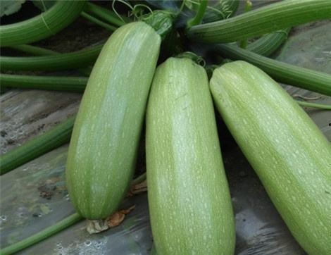 吃瓜什么用途,从消暑解渴到文化现象