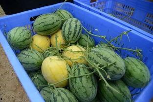 吃瓜群299713,一场网络热议背后的故事