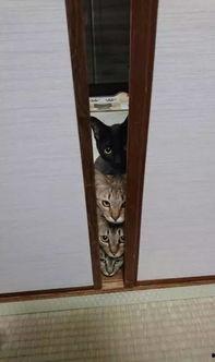 吃瓜吸尘器,创新科技打造清新生活新体验