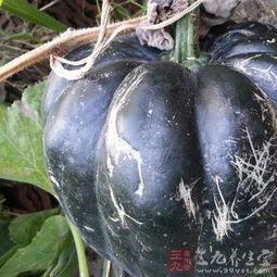 入冬吃方瓜,方瓜养生食谱大揭秘