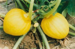 瓜栗怎样吃,教你轻松解锁多种食用方法