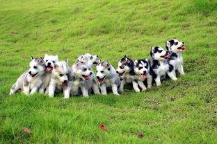 哈士奇吃小瓜好么,健康与安全的双重考量