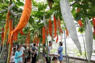 吃瓜客远方果,吃瓜客眼中的神秘果实之旅