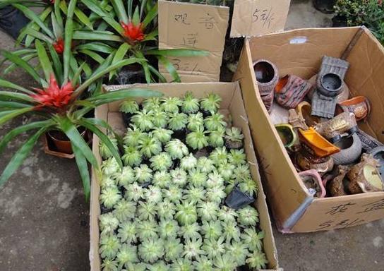 河北花店老板吃瓜,揭秘瓜农生活点滴